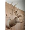 Image 3 : B&C Trophy Colorado Elk 347-1/2 Score Shoulder Mount
