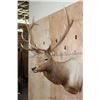 Image 4 : B&C Trophy Colorado Elk 347-1/2 Score Shoulder Mount