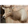 Image 5 : B&C Trophy Colorado Elk 347-1/2 Score Shoulder Mount