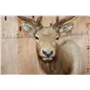 Image 6 : B&C Trophy Colorado Elk 347-1/2 Score Shoulder Mount