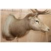 Image 7 : B&C Trophy Colorado Elk 347-1/2 Score Shoulder Mount