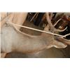 Image 8 : B&C Trophy Colorado Elk 347-1/2 Score Shoulder Mount