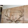 Image 9 : B&C Trophy Colorado Elk 347-1/2 Score Shoulder Mount