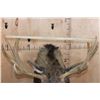 Image 10 : 12-Point SHIRAS MOOSE Shoulder Mount