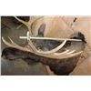 Image 11 : 12-Point SHIRAS MOOSE Shoulder Mount
