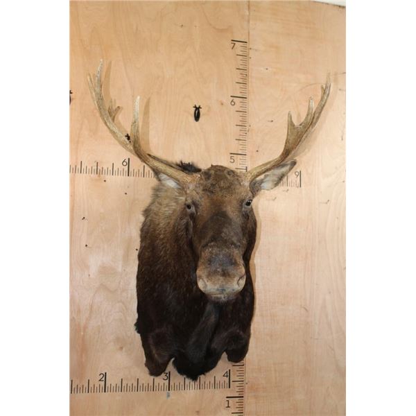 12-Point SHIRAS MOOSE Shoulder Mount