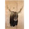 Image 1 : 12-Point SHIRAS MOOSE Shoulder Mount