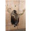 Image 2 : 12-Point SHIRAS MOOSE Shoulder Mount