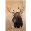 Image 3 : 12-Point SHIRAS MOOSE Shoulder Mount