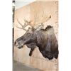 Image 4 : 12-Point SHIRAS MOOSE Shoulder Mount