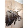 Image 5 : 12-Point SHIRAS MOOSE Shoulder Mount