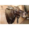 Image 6 : 12-Point SHIRAS MOOSE Shoulder Mount