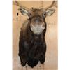 Image 7 : 12-Point SHIRAS MOOSE Shoulder Mount