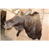 Image 8 : 12-Point SHIRAS MOOSE Shoulder Mount