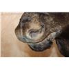 Image 9 : 12-Point SHIRAS MOOSE Shoulder Mount