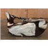 Image 10 : Big Life-sized Laying BLACKBUCK with an Optional Lightweight Rock Wall Base