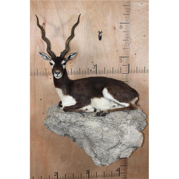 Big Life-sized Laying BLACKBUCK with an Optional Lightweight Rock Wall Base