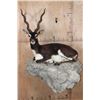 Image 1 : Big Life-sized Laying BLACKBUCK with an Optional Lightweight Rock Wall Base