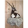 Image 2 : Big Life-sized Laying BLACKBUCK with an Optional Lightweight Rock Wall Base