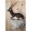 Image 3 : Big Life-sized Laying BLACKBUCK with an Optional Lightweight Rock Wall Base