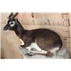 Image 4 : Big Life-sized Laying BLACKBUCK with an Optional Lightweight Rock Wall Base
