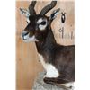 Image 5 : Big Life-sized Laying BLACKBUCK with an Optional Lightweight Rock Wall Base