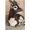 Image 6 : Big Life-sized Laying BLACKBUCK with an Optional Lightweight Rock Wall Base