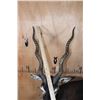 Image 7 : Big Life-sized Laying BLACKBUCK with an Optional Lightweight Rock Wall Base