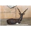 Image 8 : Big Life-sized Laying BLACKBUCK with an Optional Lightweight Rock Wall Base