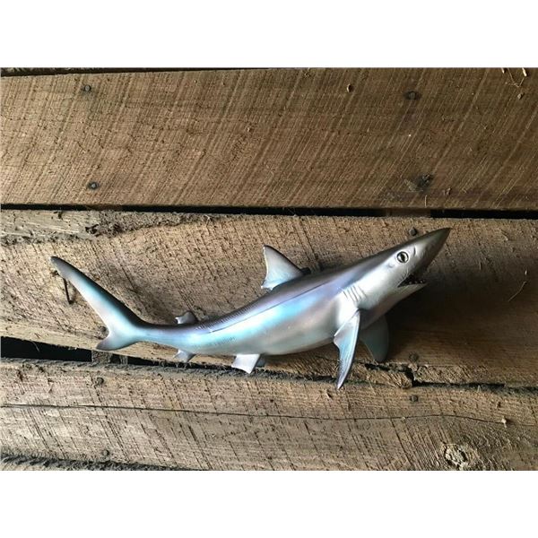 *New in Box* Reproduction SAND SHARK Fish Mount