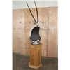 Image 10 : XXL GEMSBOK Pedestal Mount