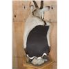 Image 11 : XXL GEMSBOK Pedestal Mount