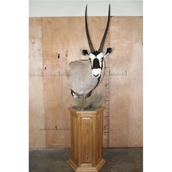XXL GEMSBOK Pedestal Mount