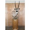 Image 1 : XXL GEMSBOK Pedestal Mount