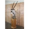 Image 2 : XXL GEMSBOK Pedestal Mount