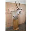 Image 3 : XXL GEMSBOK Pedestal Mount