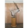 Image 4 : XXL GEMSBOK Pedestal Mount