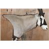 Image 5 : XXL GEMSBOK Pedestal Mount