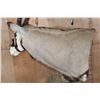 Image 8 : XXL GEMSBOK Pedestal Mount