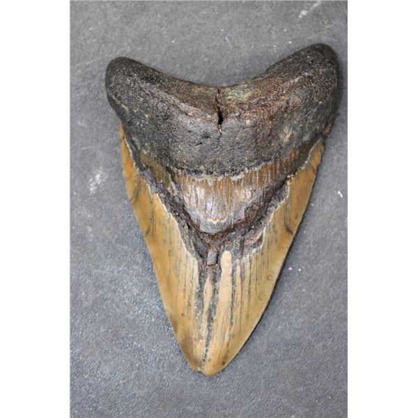 XL MEGALODON Shark Tooth Fossil
