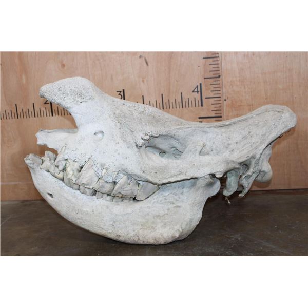 *TEXAS RESIDENTS ONLY* Giant WHITE RHINOCEROS Skull