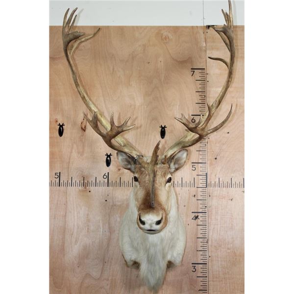 29-Point CARIBOU Shoulder Mount