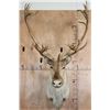 Image 1 : 29-Point CARIBOU Shoulder Mount