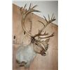 Image 2 : 29-Point CARIBOU Shoulder Mount