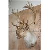 Image 3 : 29-Point CARIBOU Shoulder Mount