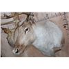 Image 4 : 29-Point CARIBOU Shoulder Mount