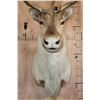 Image 5 : 29-Point CARIBOU Shoulder Mount