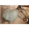 Image 6 : 29-Point CARIBOU Shoulder Mount