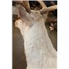 Image 7 : 29-Point CARIBOU Shoulder Mount