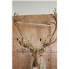 Image 8 : 29-Point CARIBOU Shoulder Mount